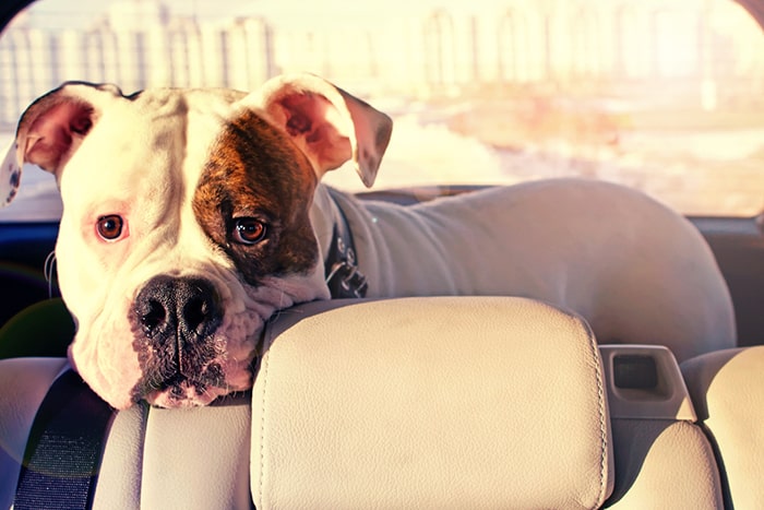 Dog In Car